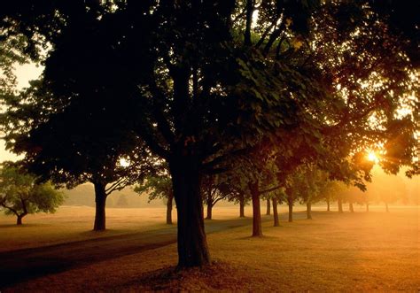 Wallpaper Sunlight Trees Landscape Sunset Night Nature