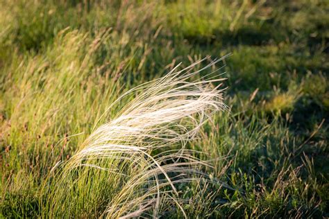 Purple Needlegrass Splash