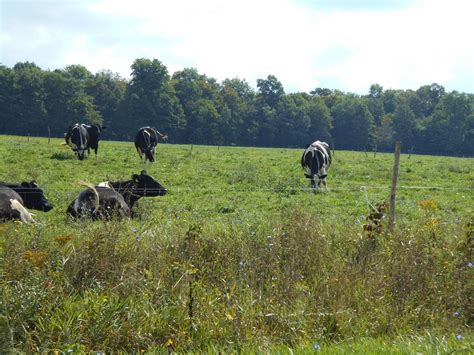 New York State of Mind: OLD ORDER MENNONITE FARM