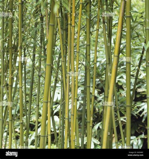 Phyllostachys nigra hi-res stock photography and images - Alamy