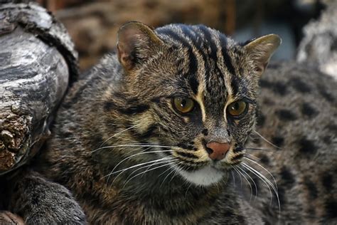 Кошка-рыболов. Характерные черты и особенности поведения. Фото и видео ...