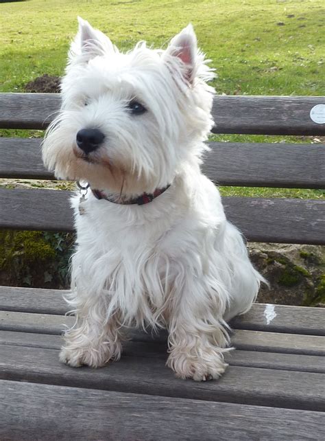 West Highland Terrier Therapy Dogs at Alexander Matthews blog
