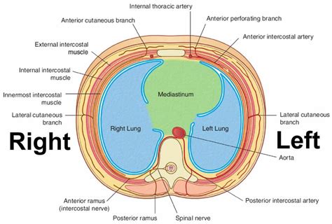 Pericardium Anatomy Location Pericardium Function