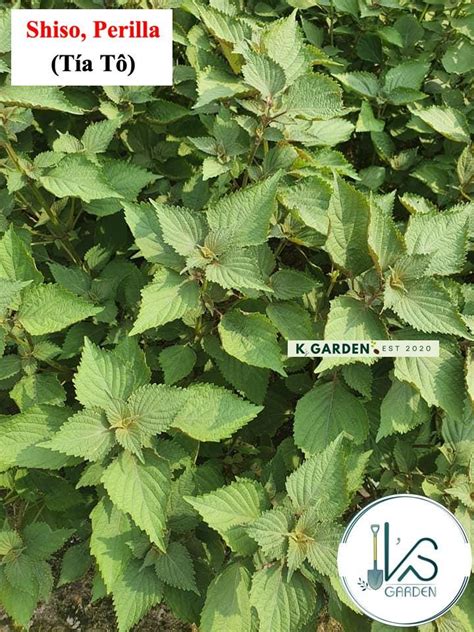 shiso perillaelsholtzia ciliata vietnamese balm hat giong tia  rau