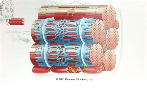 myofibrils Diagram | Quizlet