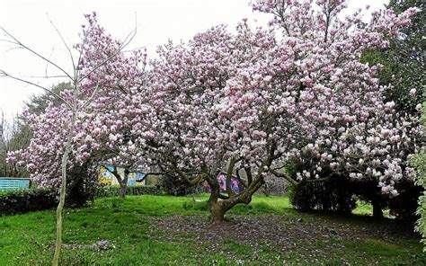 Les Jardins De La Villa Gr Gam Magnifi S Par Un Splendide Magnolia Rose