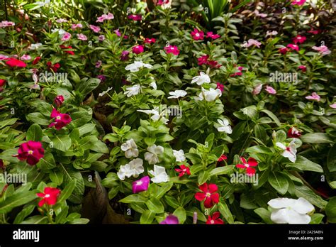 Die kleine rose -Fotos und -Bildmaterial in hoher Auflösung – Alamy