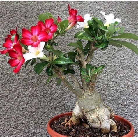 Jual PROMO TANAMAN HIAS ADENIUM KAMBOJA JEPANG BUNGA TUMPUK 2