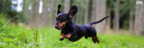 Cute and Courageous: All About Miniature Dachshunds