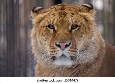 362 Liger Images, Stock Photos, and Vectors | Shutterstock