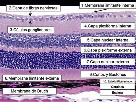 Fisiolog A De La Retina Capas De La Retina