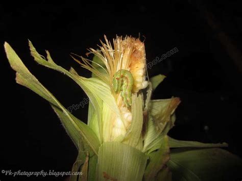 Corn Earworm Moth | Nature, Cultural, and Travel Photography Blog