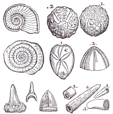 les fossiles témoins de l histoire de la vie