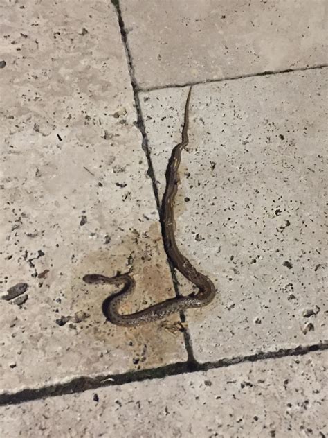 Found in my pool, about a foot long, any idea if cottonmouth/venomous