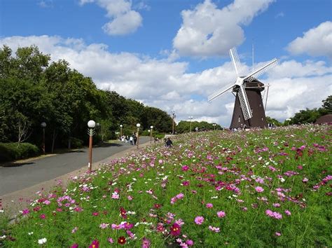 鶴見緑地公園のコスモス 藤の気まぐれ写真2