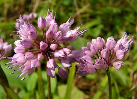 Allium spirale - Изображение особи - Плантариум