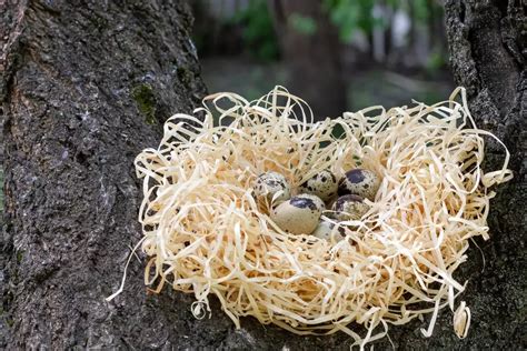 How Many Eggs Does a Quail Lay a Day? - My Bird Garden