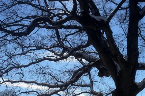 Naked Trees Tour Brooklyn Botanic Garden