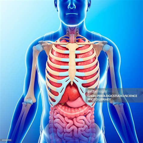 Human Chest Anatomy Illustration High Res Vector Graphic Getty Images