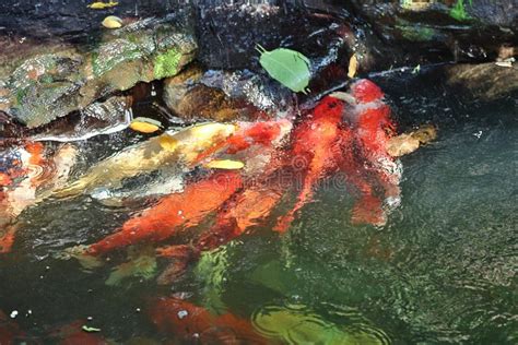 Orange Koi Fish are Swimming in the Pond. Stock Photo - Image of fish ...