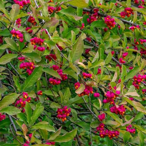 Pracht Pfaffenhütchen dein Garten ökologisch pflegeleicht