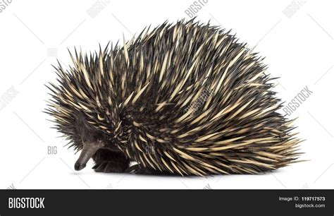 Short Beaked Echidna Image Photo Free Trial Bigstock