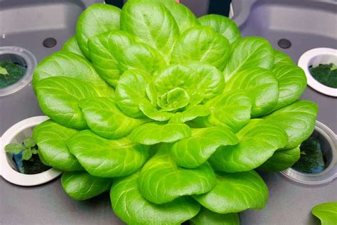 DIY Organic Hydroponic Nutrients: The Best Recipe For Growers