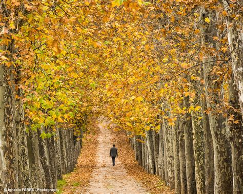 Walking inside autumn DSC0085 Lr Ignacio Ferre Pérez Flickr