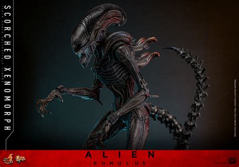 Hot Toys MMS784 Alien Romulus Scorched Xenomorph AcareToys จำหนาย ของเลน โมเดล ชดผา Hot