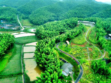 泸州市纳溪区大旺竹海，登高望远，这里翠竹如海，碧涛起伏竹海大旺纳溪区新浪新闻