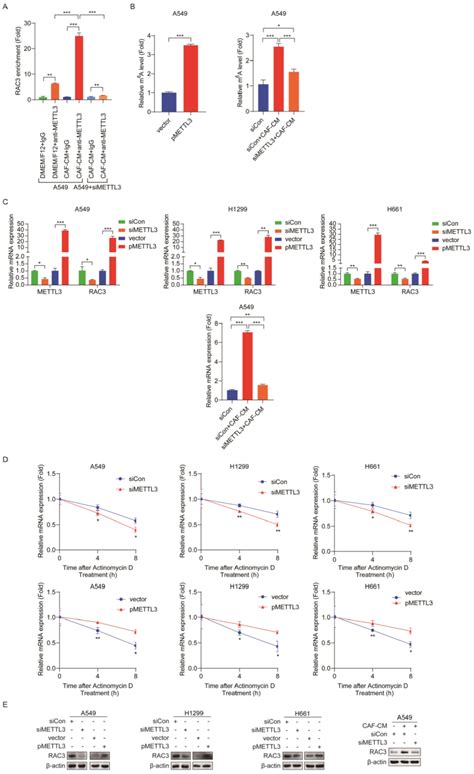 Mettl Enhanced M A Methylation And Stability Of Rac Mrna A