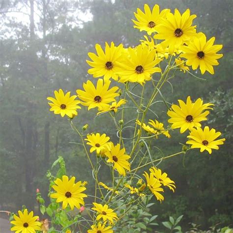 Qauzuy Garden Semillas De Girasol De Pantano Silvestre Semillas De