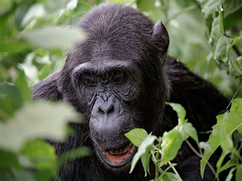 Chimpanzee Tracking In Kibale Forest National Park Uganda Safari