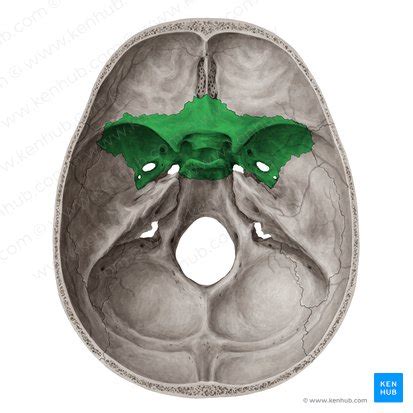 Osso Esfenoide Anatomia Fun O E Desenvolvimento Kenhub