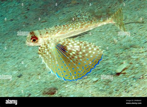 Flying Gurnard Hi Res Stock Photography And Images Alamy