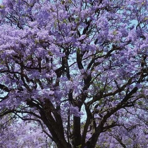 Arbol Jacarand Palisandro Tarco Lts Mercadolibre