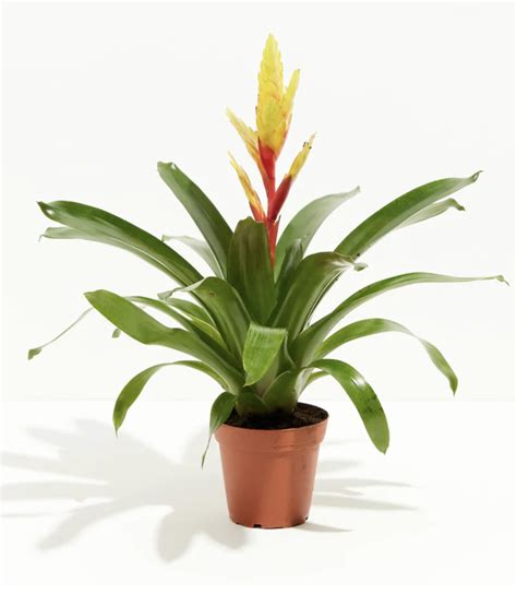 The Best Desk Plants For Your Office in 2022