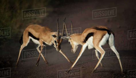 Thomson S Gazelle Eudorcas Thomsonii Square Off For A Territorial