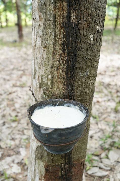 Rubber Tapping Tapping Latex Rubber Tree Rubber Latex Extracted From