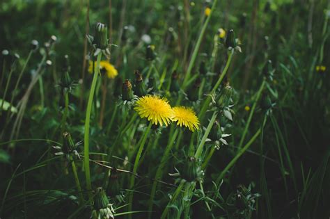 L Wenzahn Gelbe Blumen Wildblumen Kostenloses Foto Auf Pixabay Pixabay