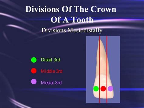 Tooth Morphology Basics