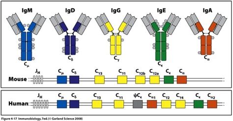 Structure And Function In Proteins Flashcards Quizlet