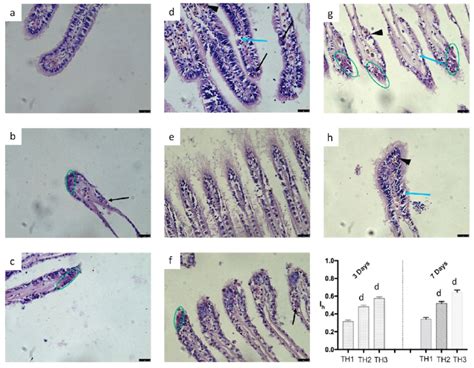 Mytilus Galloprovincialis Gills Sections From Thiacloprid Exposure