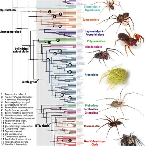 Examples of spider fossils preserved in Cretaceous Burmese amber (A-G ...