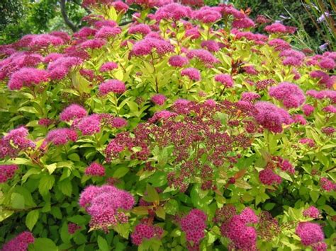 Spirea Billard 39 снимки описание на Spiraea billardii засаждане и