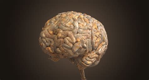 Realistic Human Brain 3d Model Cgtrader