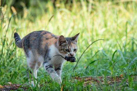 Cat Hunt Mouse Encounter Closeup At A Low Level View Stock Image