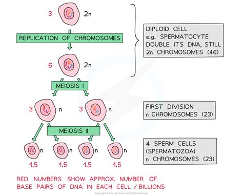 The Process Of Meiosis Dp Ib Biology Hl Revision Notes