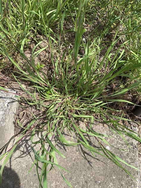 Smooth Crabgrass From Sunset Park Brooklyn Ny Usa On April 27 2024 At 0249 Pm By Molly Nash