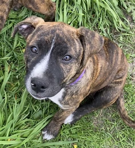 Staffordshire Bull Terrier Thornlie Petsforhomes